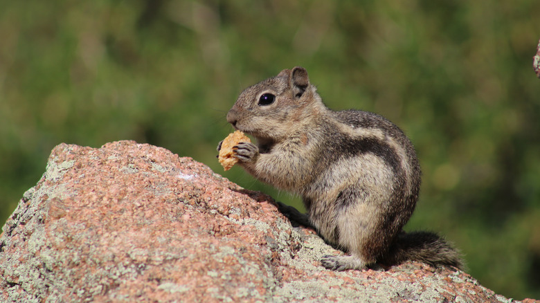 chipmunk on rock