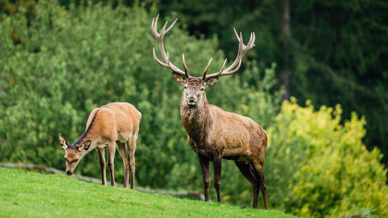 Deer in yard