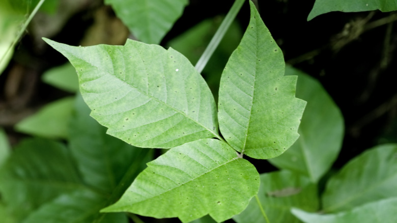 poison ivy plant