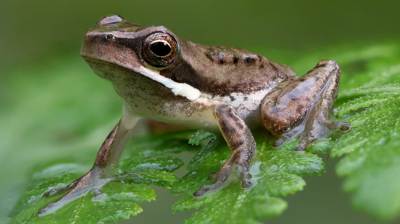 frog sitting on a fern leaf