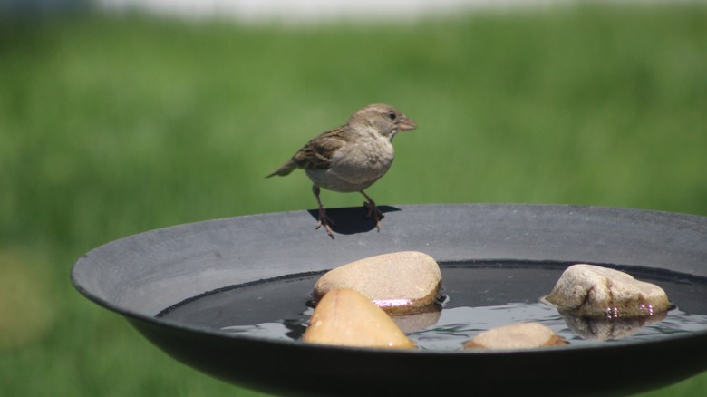 bird bath with stone decorations