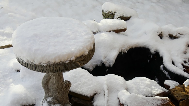 bird bath covered in snow