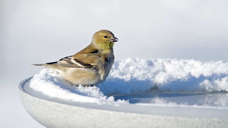 bird on birdbath in winter 