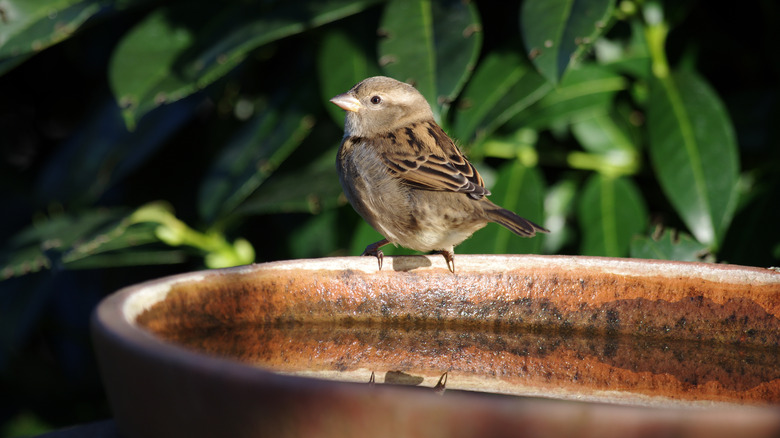 bird bath in sunlight