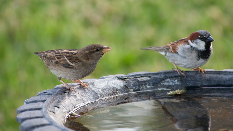 Birds drinking from bird bath