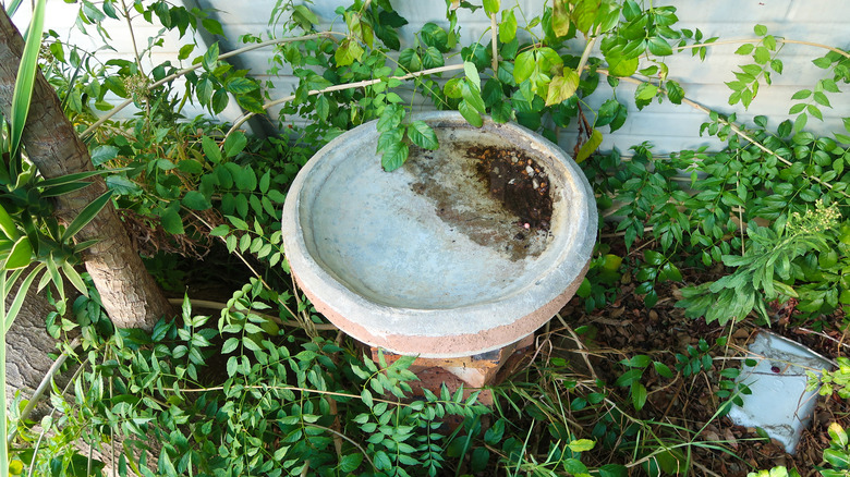 dirty bird bath