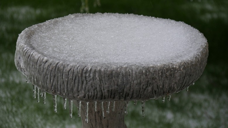 Ice-covered bird bath