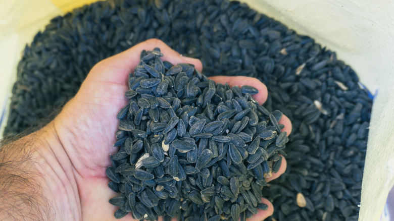 Man's hand holding a scoop of black oil sunflower seeds from a bag