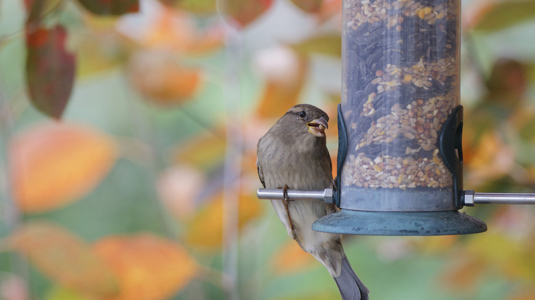 Sparrow with a bird seed in its mouth perched on the stand of a hanging feeder