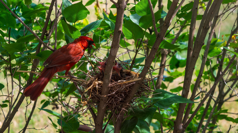 Close up of cardinal with chicks in nest
