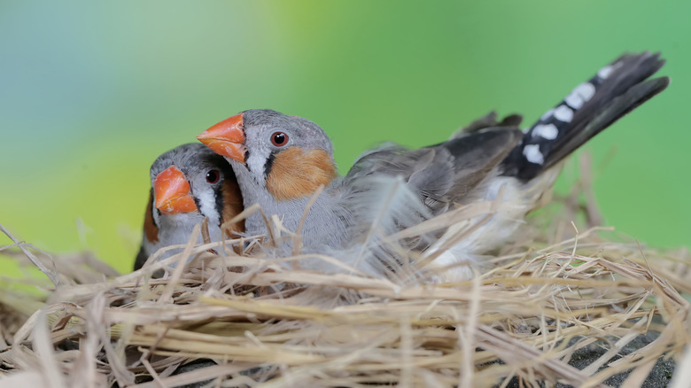 Close up of two male finches in nest