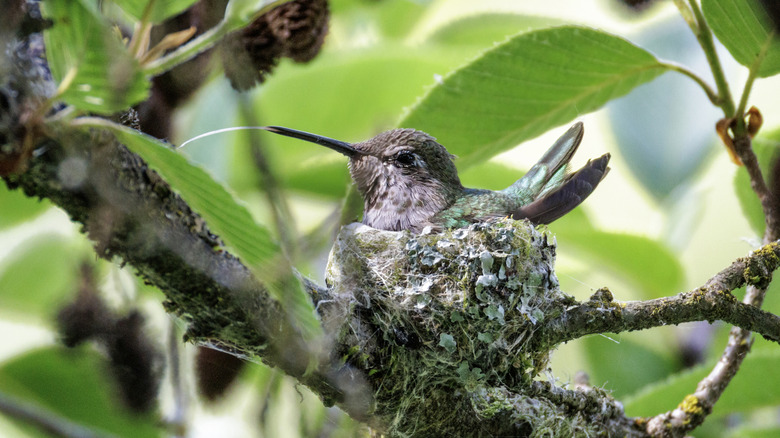 Close up of hummingbird sitting in nest