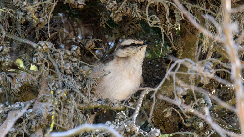 Close up of young mockingbird peeking out of its nest