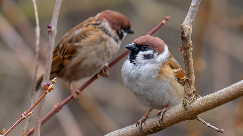 Close up of two field sparrows