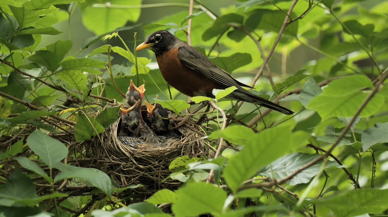 Close up of robin with chicks in nest