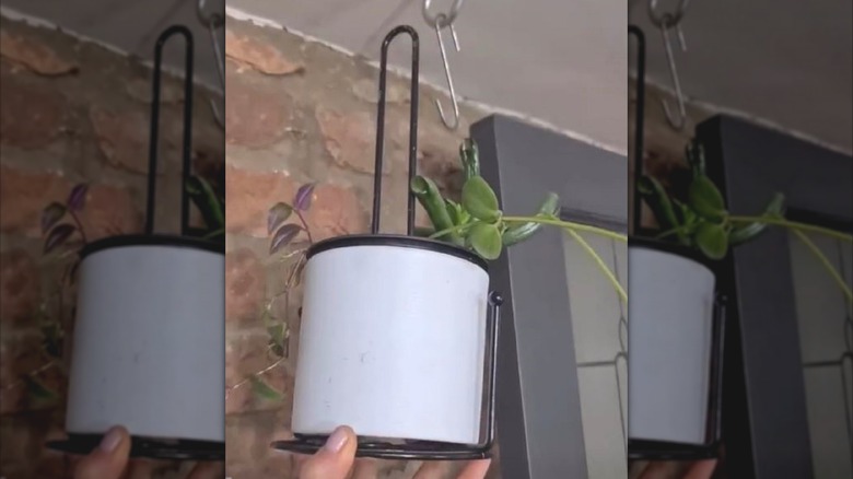 Toilet paper holder turned into hanging flower pot