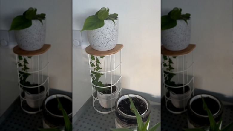 Toilet paper holder with potted plants