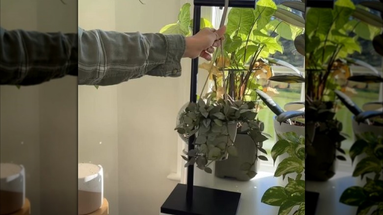 hand placing hanging plant on a toilet paper holder