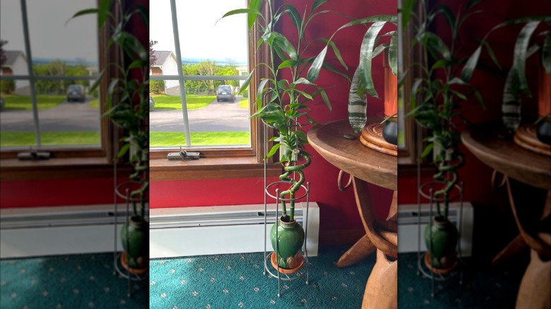 Lucky bamboo plant in toilet paper holder