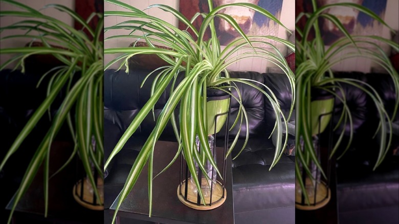 Spider plant in toilet paper holder stand