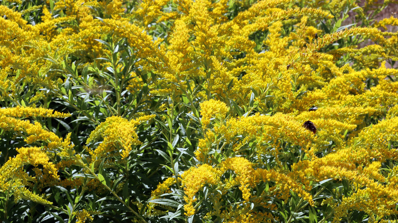 A bluestem goldenrod in full bloom