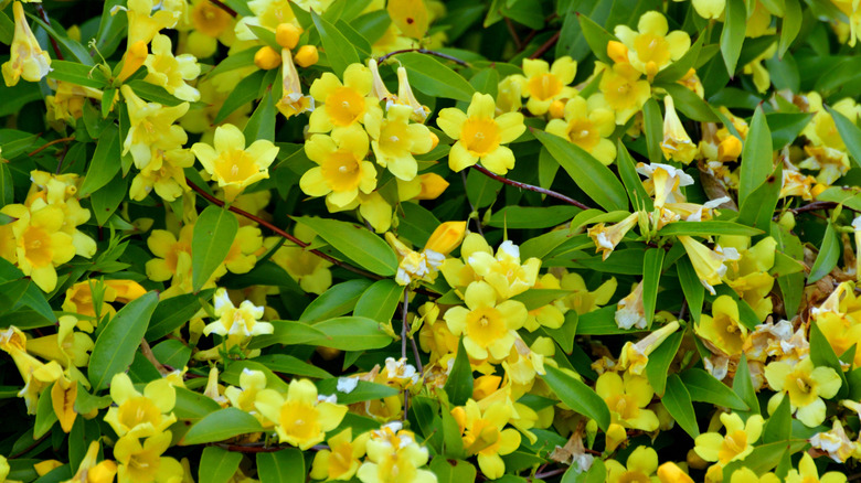 Carolina jessamine in full bloom