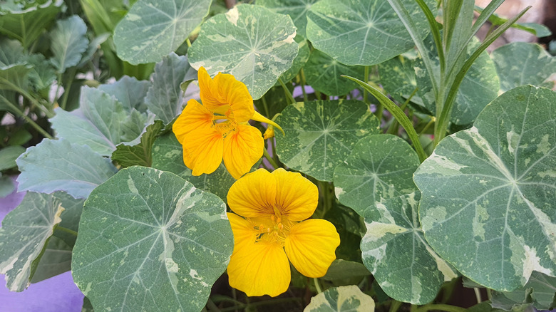 A nasturtium plant in the garden with pretty yellow flowers