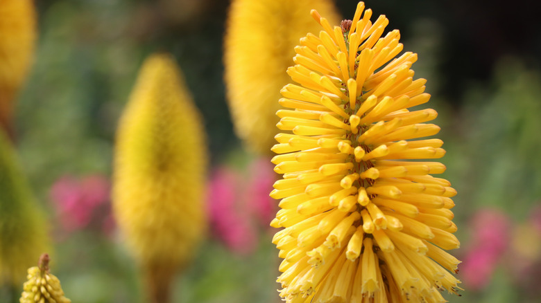 Closeup of the dwarf yellow red hot poker flower