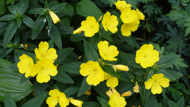 Closeup of the yellow flowers of Southern sundrops
