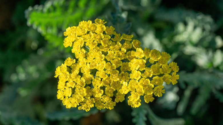 Closeup of the bright yellow flowers of wooly yarrow