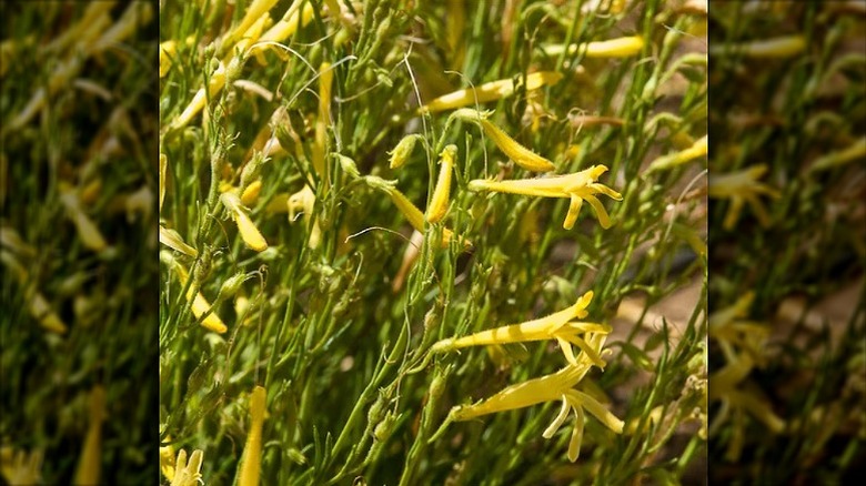 Flowers of the yellow pineleaf penstemon