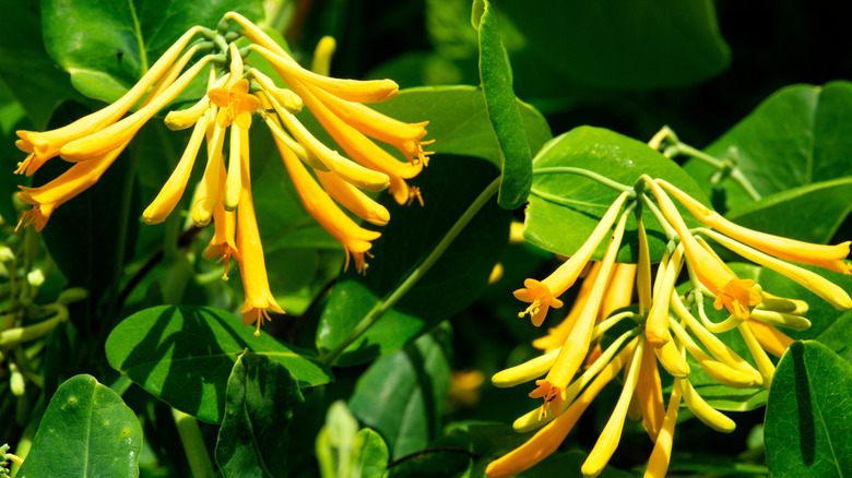 Closeup of the yellow blooms of the trumpet honeysuckle