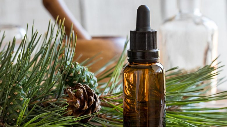 Close up of bottle of pine essential oil