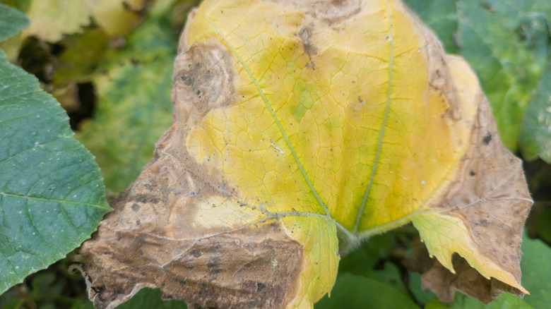 dead squash leaf