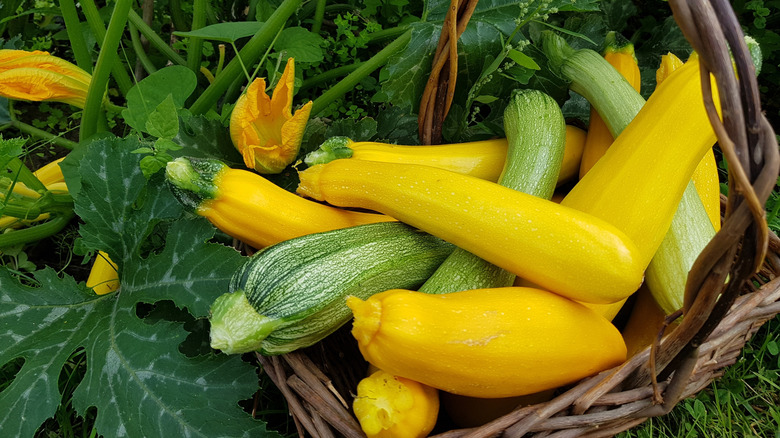 picked squash and zuchinni in basked