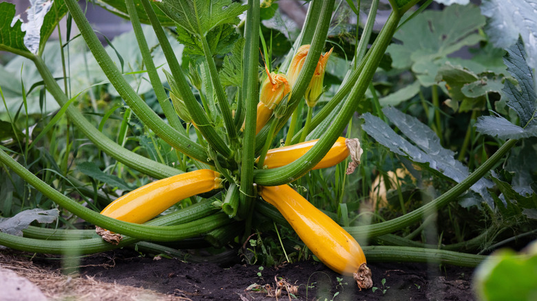squash plant