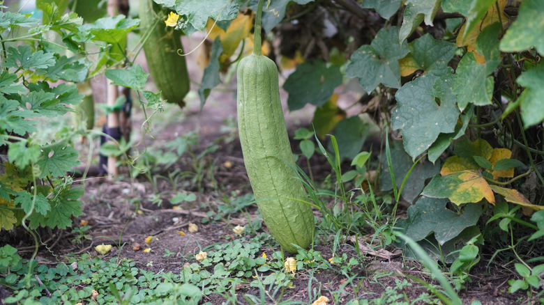 squash growth off vine with leaves touching ground