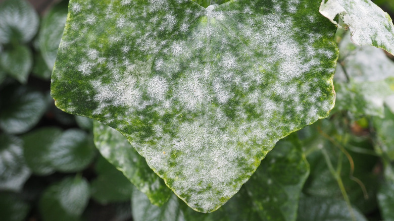 white powder mildew on squash plant leaves