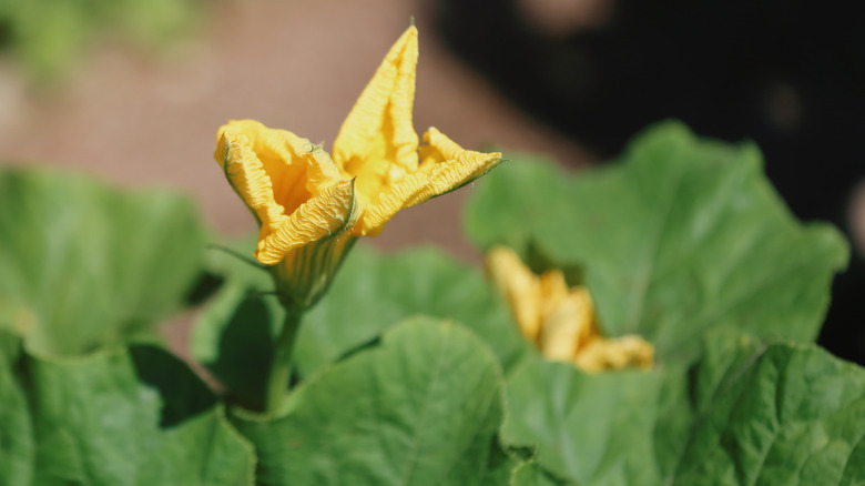 pumpkin plant bloom