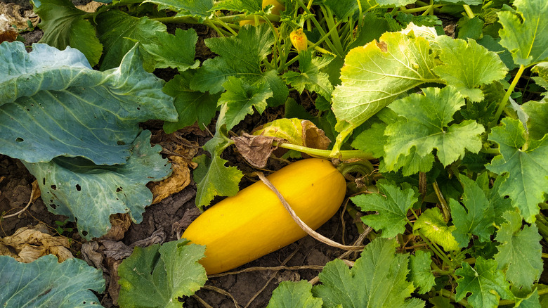 yellow squash with abundance of leaves