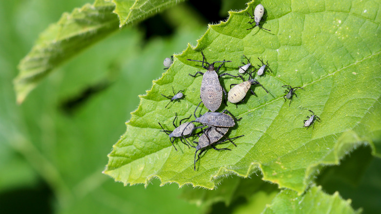 squash bugs on leaf