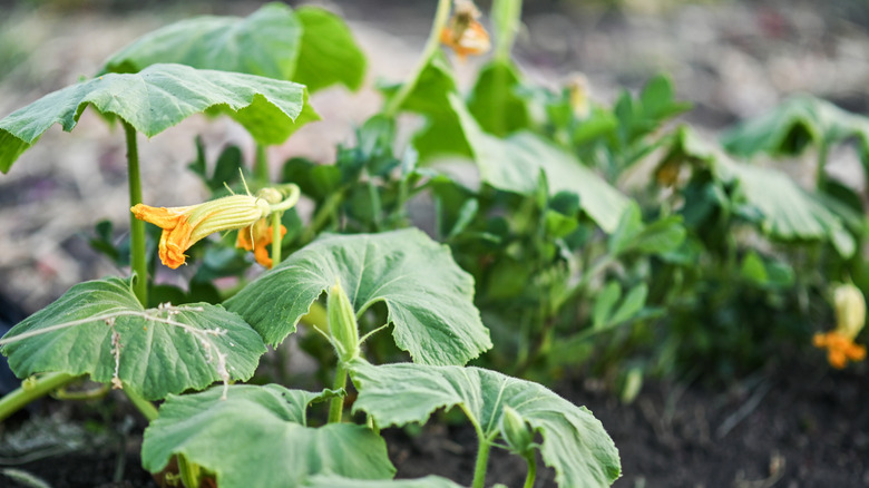 wilted squash blossoms