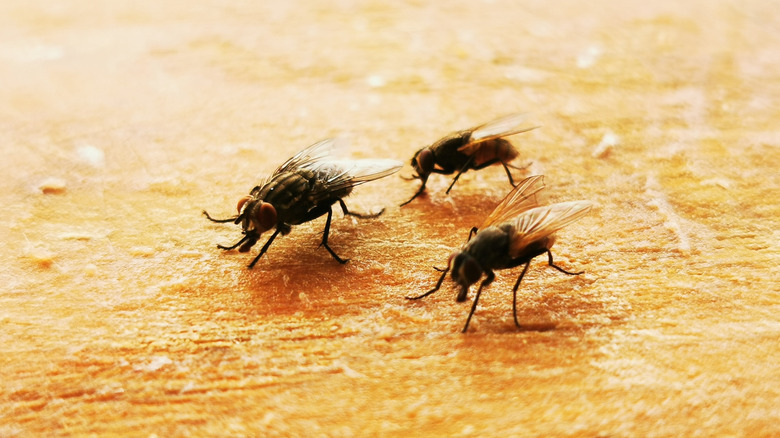 Close up of flies on wood