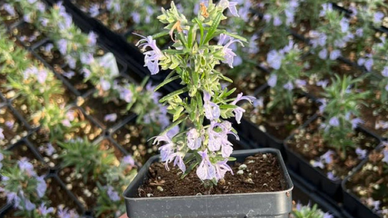 Alcalde cold hardy rosemary plant