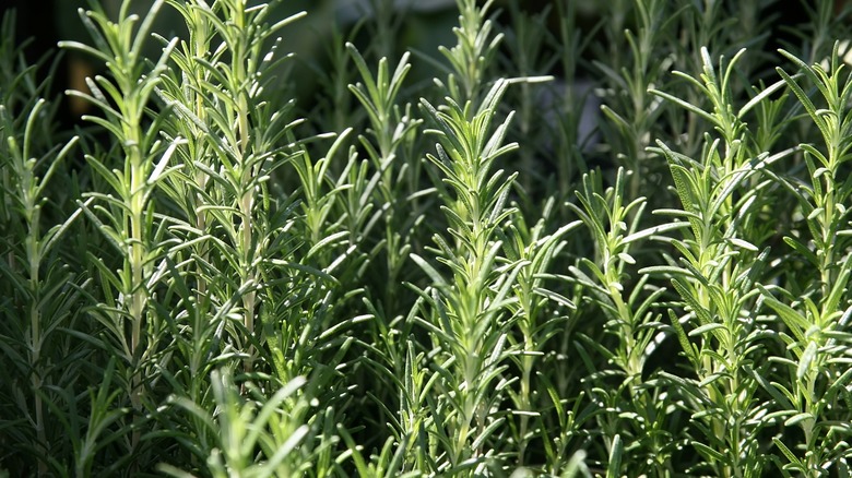 Close up of arp rosemary winter hardy variety