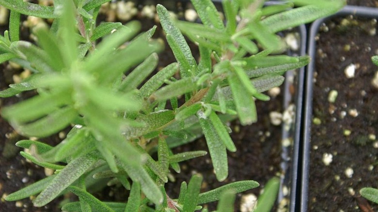 Close up of blue spires rosemary