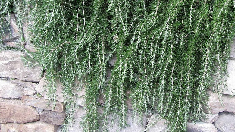 Irene trailing rosemary growing on a wall