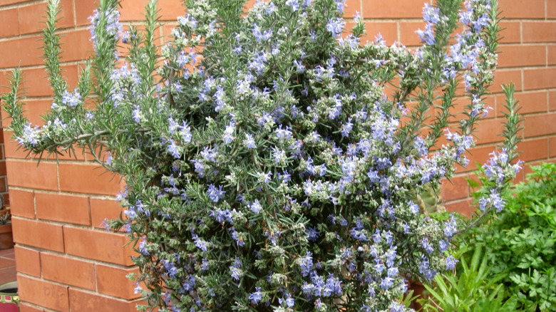 Lockwood de forest rosemary in bloom
