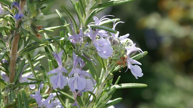 Close up of the pale purple flowers of the Madeline hill rosemary variety