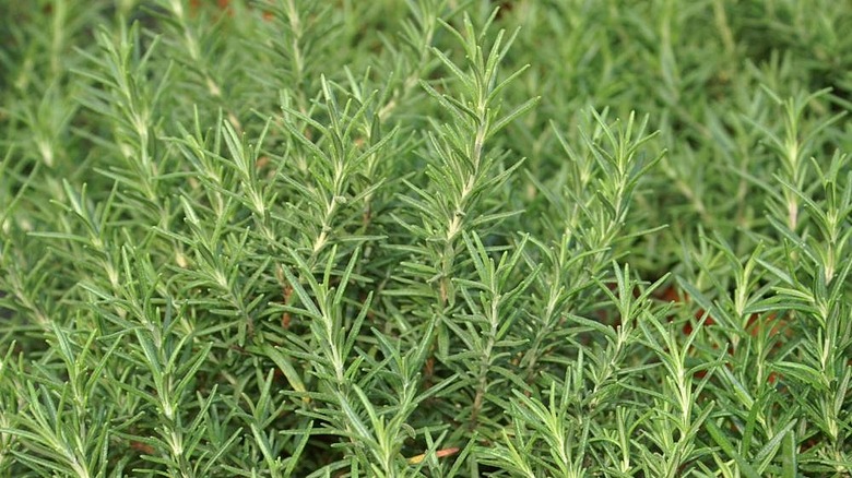 Salem cold hardy variety of rosemary